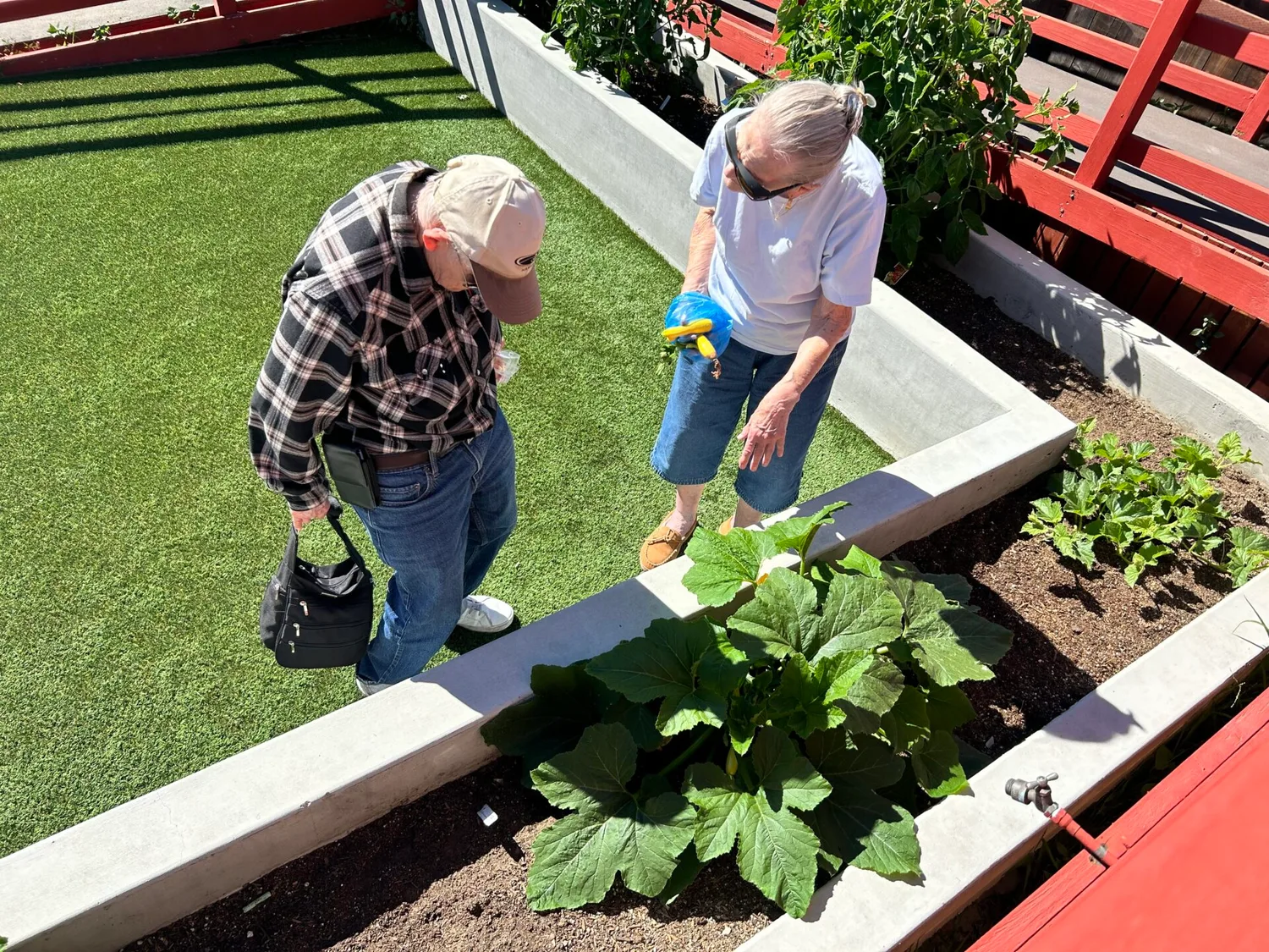 Residents tending vegetables in the Dimond Care garden